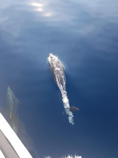 Book yachts online - motorboat - Motoryacht - Amadeus - rent