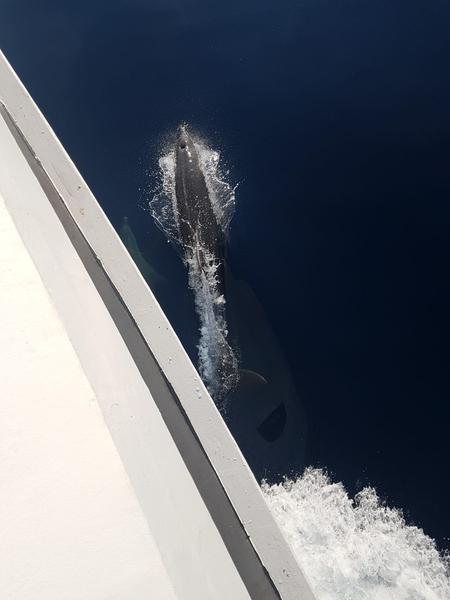 Book yachts online - motorboat - Motoryacht - Amadeus - rent
