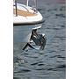 Book yachts online - motorboat - Grandezza 25S - SANDRA - rent