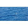 Book yachts online - motorboat - Luxury Motor Yacht - Diamond - rent
