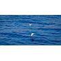Book yachts online - motorboat - Luxury Motor Yacht - Diamond - rent