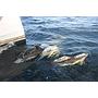 Book yachts online - catamaran - Nautitech 40 Open - Orion - rent